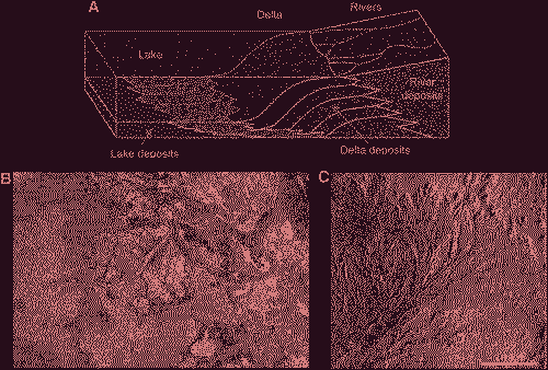 A scientific diagram of sedimentation in the Nile Delta region